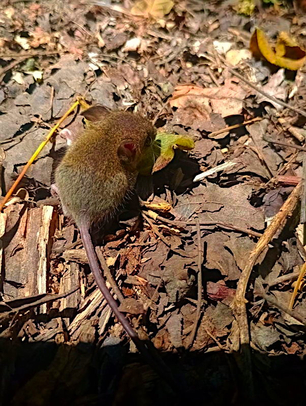 The valuable natural treasure protected by El Morado.